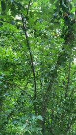 野果子