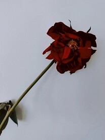玫瑰花