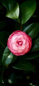 茶花