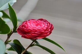 茶花