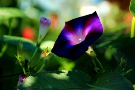 喇叭花