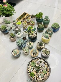 绿植