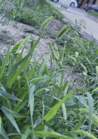 狗尾巴草