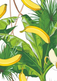 香蕉樹