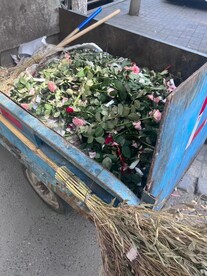 玫瑰花