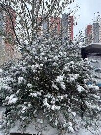 雪