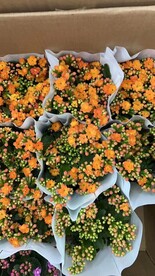 小雏菊