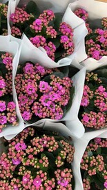 鲜花