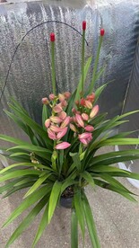 鲜花