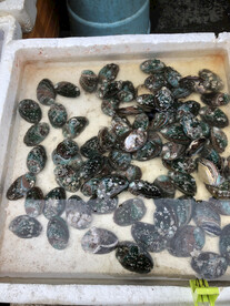 鮑魚
