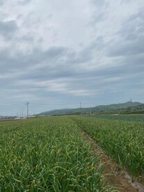 田地