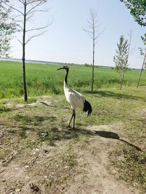 丹顶鹤