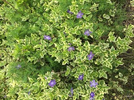 花圃里的鮮花
