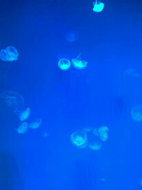 水母