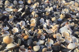 海滩贝壳