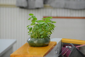 金钱草
