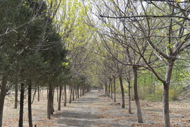 樹林