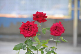 月季花