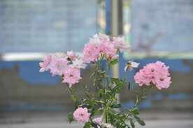 月季花
