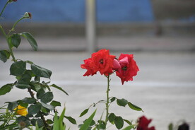 月季花