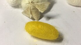 金色蚕茧