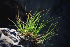草
