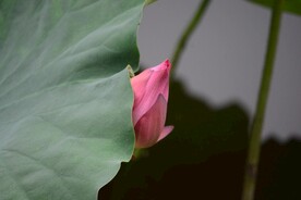 荷花花苞