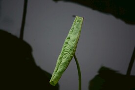 荷叶