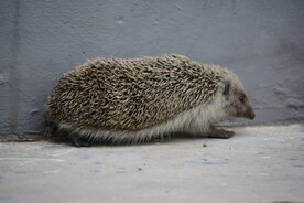 刺猬