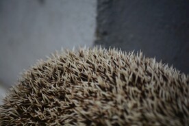 刺猬的刺