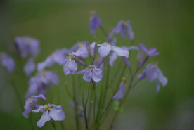 诸葛菜