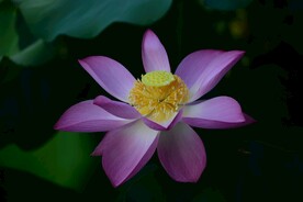 莲花