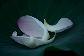 花瓣