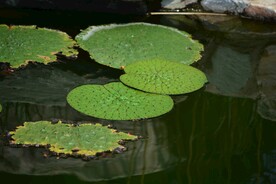 芡实叶子
