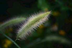 茱萸