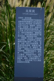 茱萸介绍标牌