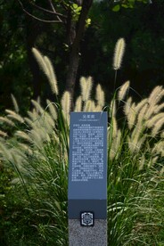 茱萸