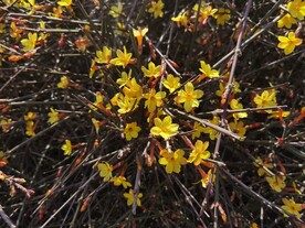 迎春花