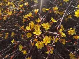 迎春花