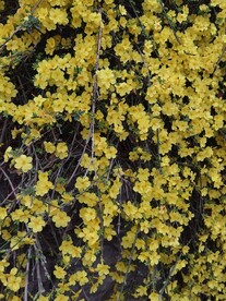 迎春花