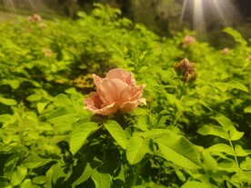 月季花