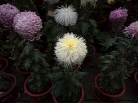 菊花