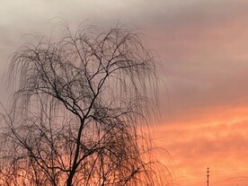 柳树剪影