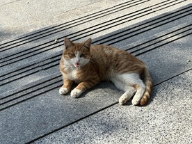 猫咪