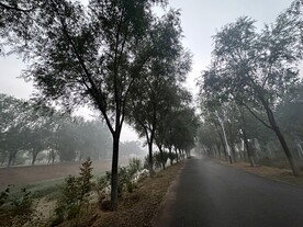 路旁树