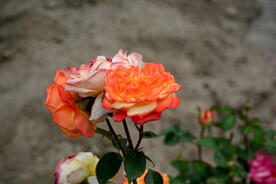 月季花