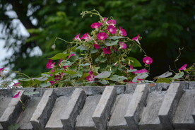 牵牛花