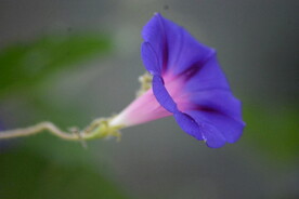 靛青色牵牛花