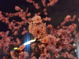 梅花