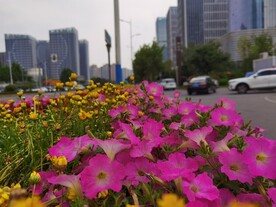 路边鲜花